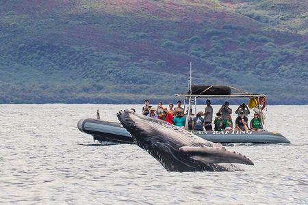 Eye-Level Whale or Dolphin Watching Eco-Raft Tour from Lahaina