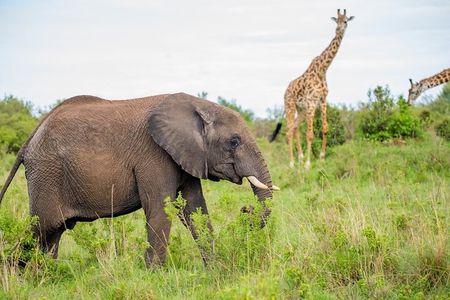 4-Day Guided Tour in Maasai Mara National Reserve Kenya