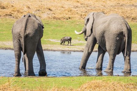 6 Hour Pilanesberg Open Vehicle Safari from Johannesburg 
