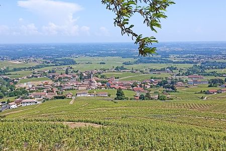 Half-Day Guided Tour with Tasting of Beaujolais Wines