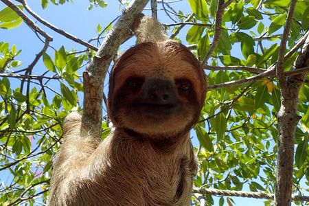 Roatan Iguana Park and Monkey/Sloth park Sanctuary and Beach Stop