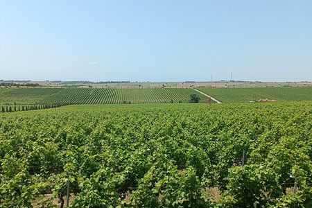 Ktima Gerovassiliou Wine Tour & Museum – Thessaloniki”