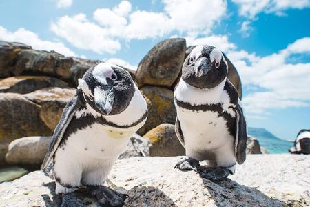 Boulders Beach Penguin Colony Tour