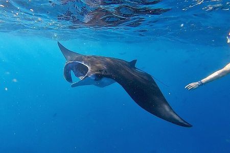 Swim With Manta Rays Snorkeling and West Penida