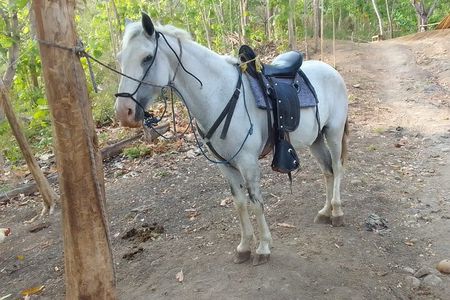 1 1/2 hours Tour Horseback Riding and Visiting the Beach