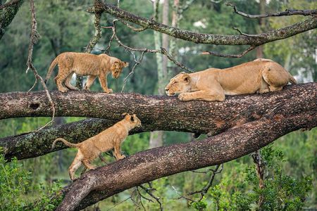 3 Days Group Joining Serengeti and Ngorongoro Safari