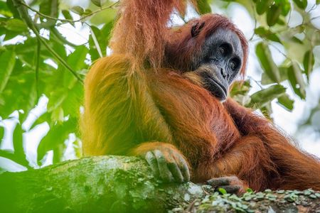 3-Day Ethical Orangutan Jungle Trek | Bukit Lawang, Sumatra