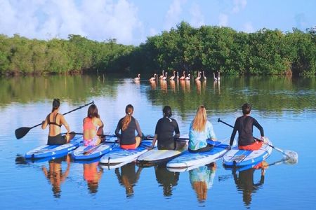 Learn Paddle Board and Explore the Mangroves of Progreso