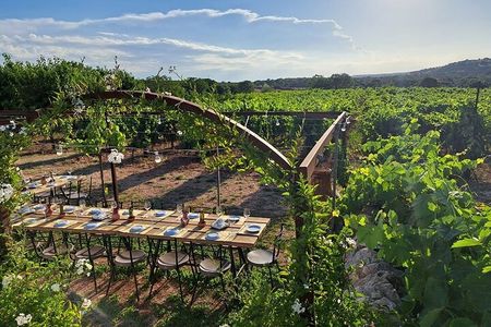 Wine Experience: vineyard, wines and food