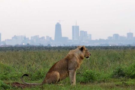 Layover Tour To Nairobi Park and Giraffe center in Nairobi Kenya