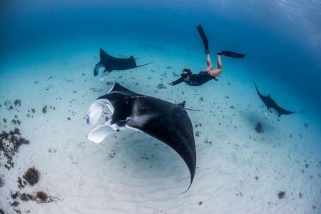 Swim with Manta Rays : Snorkeling Day Trip from Bali
