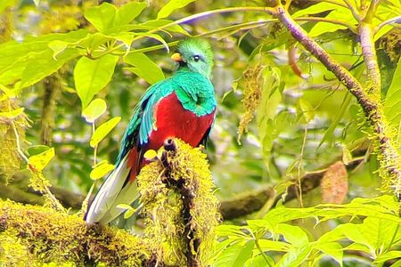 Cloud Forest Small Group Tour