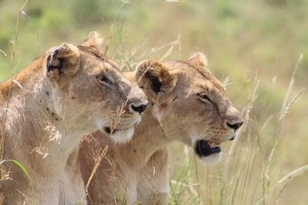 2 Days Salt Lick Safari Tour