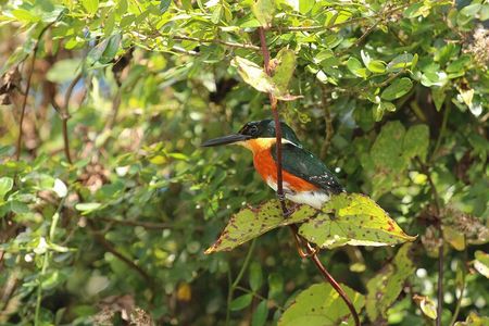Wings of Belize: Crooked Tree Wildlife Adventure 