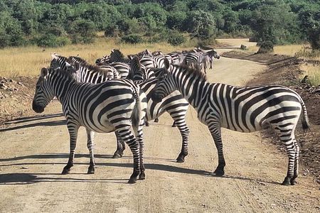 Nairobi National Park and Giraffe Centre Guided Safari Tour
