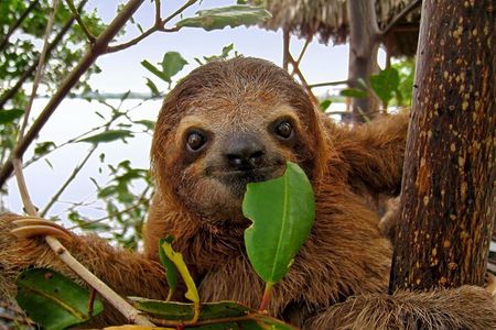 Roatan Sloth & Monkeys Animal Park , Chocolate Rum cake Factory 