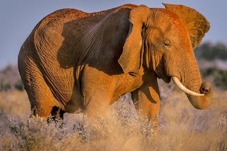 2 Days Tsavo East and Ngutuni Sanctuary starting from Mombasa.