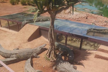 Crocodil Park transport and entrance ticket Crocoparc Included