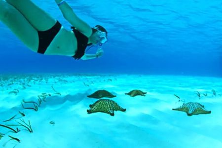 Private Tour in Cozumel El Cielo Sandbar and Reef Snorkeling