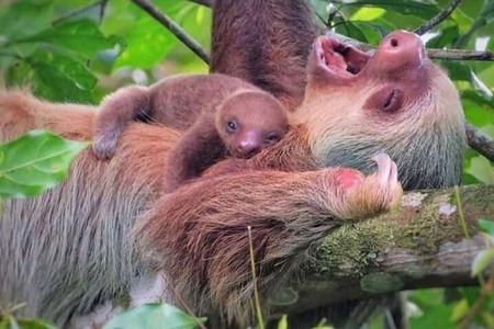Sloth Tour in La Fortuna - Arenal . NATURAL HABITAT