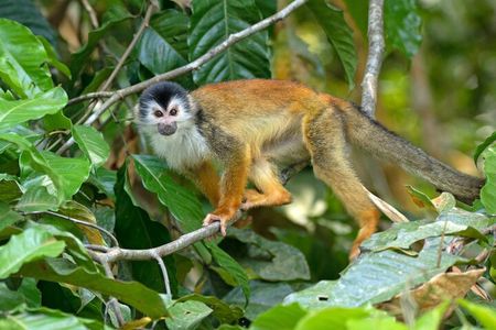 Corcovado National Park Day Hike in Sirena Station