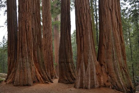 Private Day Tour to Sequoia and Kings Canyon Parks From LA