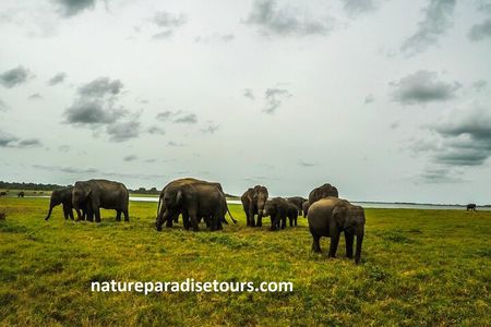 Visit sri Lanka 7 Days Round Trip