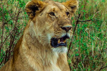 4 Days Safari to Masai Mara National Reserve and Lake Nakuru Park