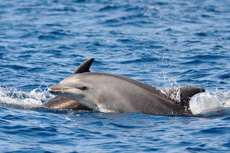 Anna Maria Island Dolphin Sightseeing Adventure 
