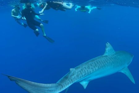 Oahu: Cage-Free Shark Swim on the North Shore