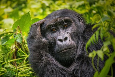 7 Days Private Safari Tour in Uganda