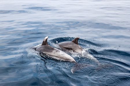 Dolphin Boat Trip in Benalmadena