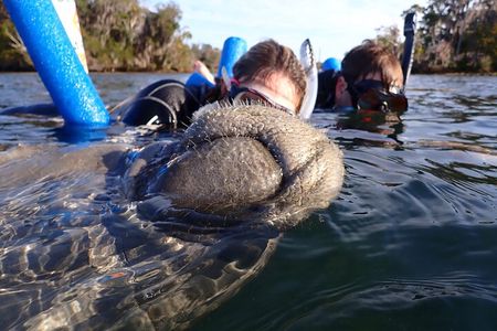 Guaranteed Snorkel with Manatee Tour w/ Guide & Photographer