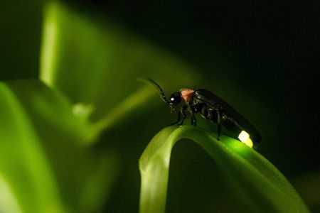 Private Kuala Selangor Firefly Day Trip Include Dinner &Boat Ride