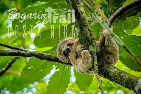 Bogarin Trail Sloth Guided Tour