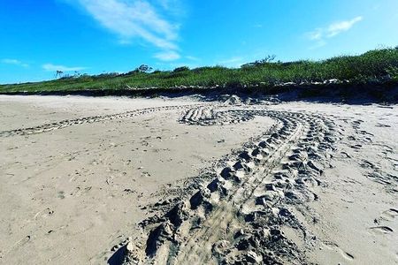 Turtle Nesting Tour Playa Grande CR
