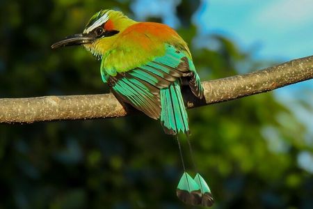 Birdwatching tour in Carara National Park