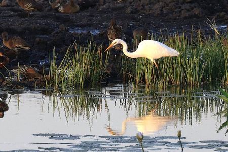 Darwin: Evening tour to Fogg Dam Wetlands and Humpty Doo Hotel