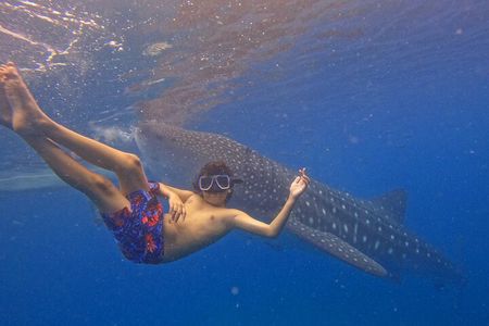 Oslob Whale Shark & Moalboal Sardines & Turtle Private Tour