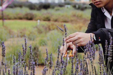 Guided Lavender Experience: Cultivation, Uses and Tasting