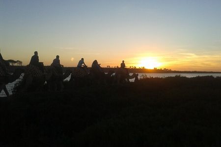 Camel Barbecue Sunset Agadir city 