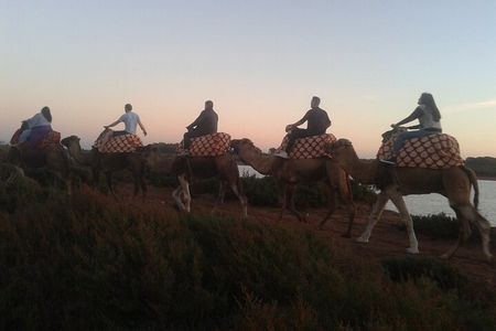 Camel Barbecue Sunset Agadir city