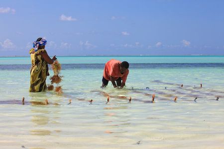 Jambiani Village Cultural Private Tour