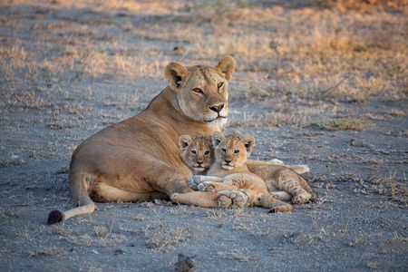 Nairobi National Park Half Day Game Drive Tour With Free WIFI