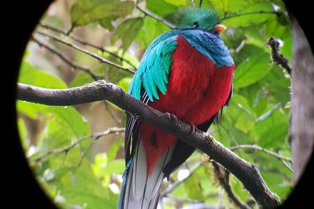 Private Natural History Walk in Monteverde