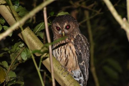 Group Guided Night Walking Tour in Monteverde