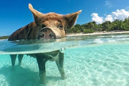  3 Islands Tour, Swim with Pigs, Turtles, Snorkelling & lunch 