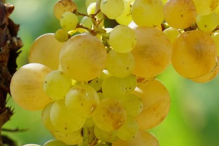 Korčula for Wine Lovers - Pošip and Grk Wines Private Tour