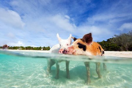 Nas: 3 islands Tour ,snorkel, Turtles, pigs and lunch