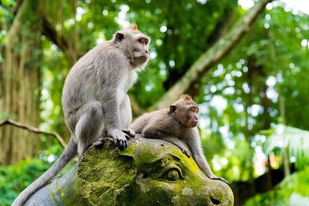 Private Inclusive Tours: 2 Days highlight of Bali